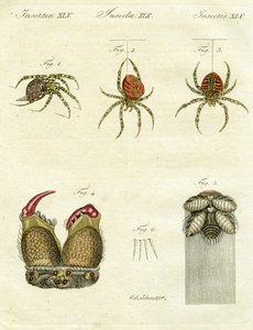 Illustratie van spinnen, 1790
