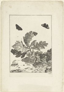 Vliegende vlinders en andere insecten boven een tak met bladeren door Jacob l