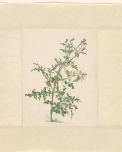 Bloeiende plant door Jacob van Eynden (II)