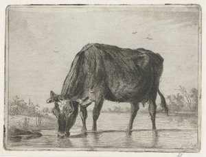 Drinkende koe