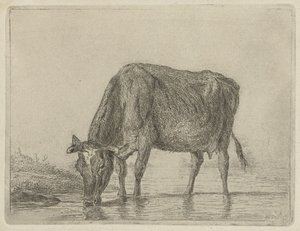 Drinkende koe