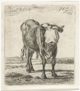 Geblinddoekte stier