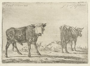 Geblinddoekte stier bij kudde runderen