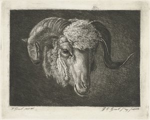 Kop van een ram met kromme horens