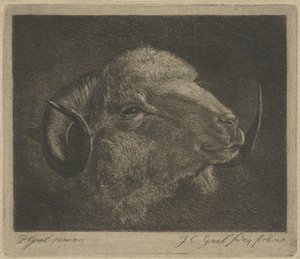 Kop van een ram met naar achteren gedraaide hoorns