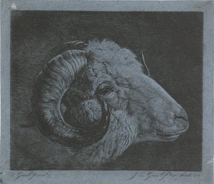 Kop van een ram met naar het oog gekromde hoorn