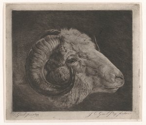 Kop van een ram met naar het oog gekromde hoorn