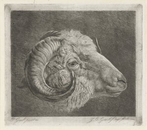 Kop van een ram met naar het oog gekromde hoorn