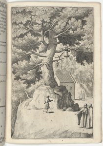 Beuk met de Bel (Faggio della campana) [plaat X] door Jacopo Ligozzi