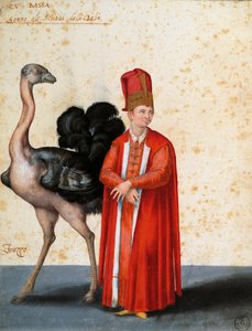 Slaaf met struisvogel, tekening door Jacopo Ligozzi