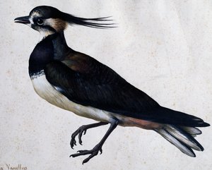Tringa vanellus (Kievit) door Jacopo Ligozzi