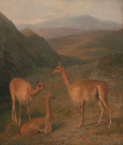 Vicuñas door Jacques-Laurent Agasse