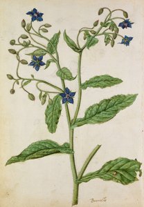 Bernagie: Borago officinalis, c.1568, door J.le Moyne de Morgue (c.1530-88)