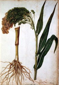 Setaria italica, ca. 1568 door Jacques  Le Moyne