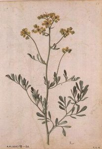 Ruta graveolens, c.1568 door Jacques  Le Moyne