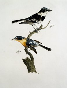 Mannelijke en vrouwelijke Pririt Batis (Batis pririt) door Jacques (after) Barraband