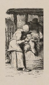 Vrouw Scheert Schapen