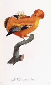 Mannelijke rotshaan door Jacques Barraband