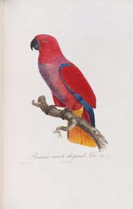 Première variété du Grand Lori, gegraveerd door Langlois, ca. 1801-05