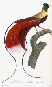 Rode Paradijsvogel door Jacques Barraband