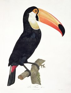 Toekan nr.2, uit 