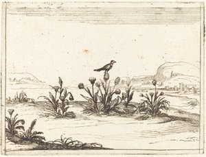 Vogel Zittend op een Distel door Jacques Callot