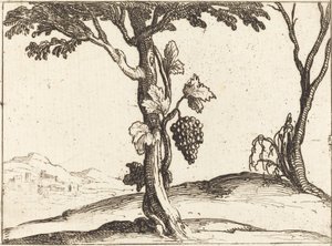 Tros Druiven door Jacques Callot