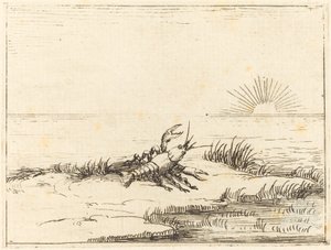 Rivierkreeft Kijkt naar de Zon door Jacques Callot
