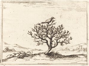 Nachtegaal in een Struik door Jacques Callot