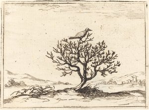 Nachtegaal in een Struik, 1628 door Jacques Callot