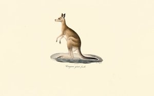 Oost-Grijze Kangoeroe (Vrouwtje) door Jacques Christophe Werner