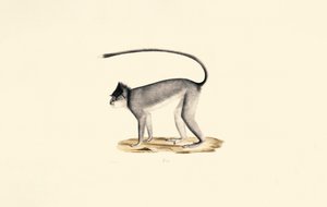 Hanuman Langoer door Jacques Christophe Werner