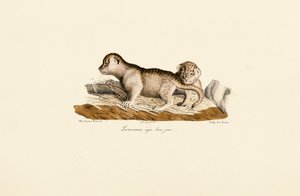 Leeuwenwelpen één dag oud