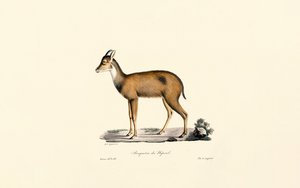 Red Forest Duiker door Jacques Christophe Werner