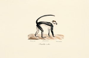  door Jacques Christophe Werner