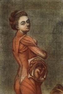 Anatomische illustratie in kleur van een zwangere vrouw, 1778