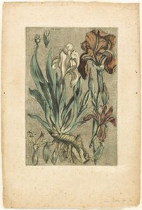 Iris Florentina, uit Collection des plantes usuelles, curieuses, et étrangères door Jacques Fabien Gautier d