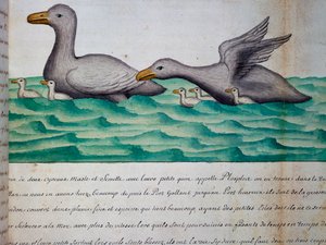 Eenden genaamd Ploplos, Straat van Magellan, aquarel uit logboek door Jacques Gouin de Beauchesne, kapitein van Compagnie royale de la Mer du Sud, van 1698 tot 1701, Frankrijk door Jacques Gouin de Beauchesne
