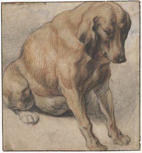 Zittende zwangere hond