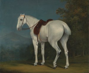 Het grijze jachtpaard van een dame