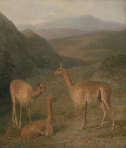 Vicuñas door Jacques Laurent Agasse