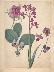Een blad met studies van bloemen: een roos, een viooltje, een lathyrus, een tuin-erwt..., 16e eeuw door Jacques Le Moyne