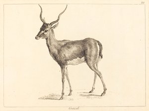 Gazelle door Jacques Philippe Le Bas and Jean Eric Rehn after Jean Baptiste Oudry