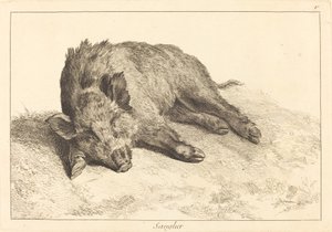 Wild zwijn liggend, hoofd naar links door Jacques Philippe Le Bas and Jean Eric Rehn after Jean Baptiste Oudry