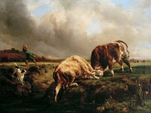 Stierengevecht