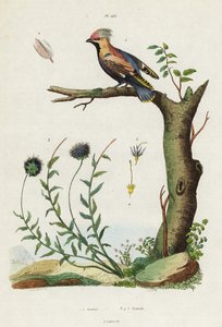 Pestvogel en schapenzuring door Jacques Reyne Isidore Acarie Baron