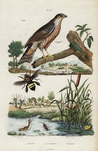 Sperwer, eendagsvlieg en bij, 1834-1839 (gravure) door Jacques Reyne Isidore Acarie Baron