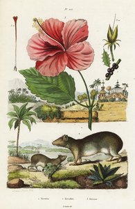 Rots cavia en Chinese hibiscus door Jacques Reyne Isidore Acarie Baron
