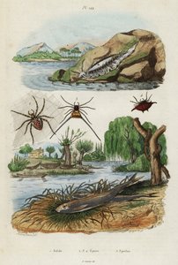 Zeenaaktslak, tuinsprinkhaan en Europese spiering (gravure)