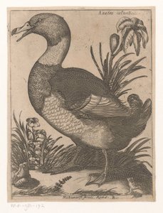 Eend (Negen vogels) door Jacques de Fornazeris